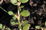 Desert horsepurslane